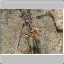 Colletes daviesanus - Seidenbiene 01 8mm.jpg